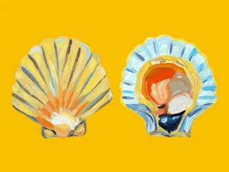 Goldene Jakobsmuschelschalen