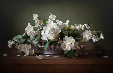 Weißer Jasmin Stillleben