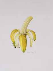 Eine halb geschälte Banane, 1997