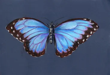 Blauer Morphofalter