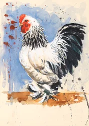 Brahma-Bantam-Hahn, 2020