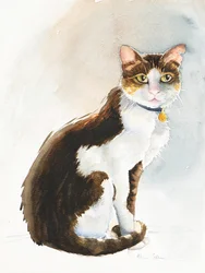 Dave die saudische Katze