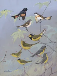 Waldsänger von Allan Brooks