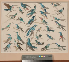 Kolibris