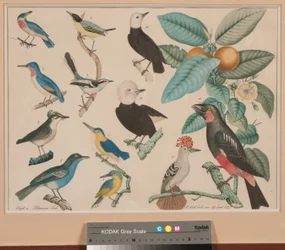 Kolibris mit einem Guava-Apfel-Zweig
