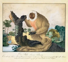 Der Saki-Affe, 1835