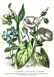 Borraginaceae, Convolvulaceae, Apocynaceae: Natürliche Schöpfung und Lebewesen. Zeichnung von A. Demarle. 1885