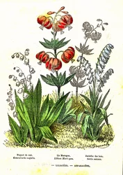 Liliaceen, Spargelgewächse: Natürliche Schöpfung und Lebewesen. Zeichnung von A. Demarle. 1885