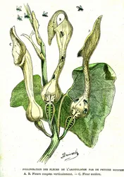 Bestäubung von Aristolochia-Blüten durch Fliegen: Natürliche Schöpfung und Lebewesen. Zeichnung von A. Demarle. 1885