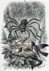 Zoologische Tafel: Arachnid, Avicularia mygalus überrascht ein Vogelnest