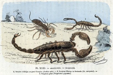 Zoologische Platte; Arachniden, Afrikanische Skorpione, europäischer Skorpion, Telyphon) (Zoologische Platte: Arachnid, Skorpion) Gravur aus 