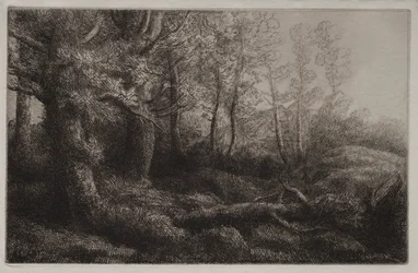 Eine Waldstudie