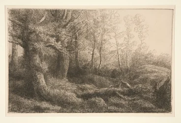 Eine Waldstudie