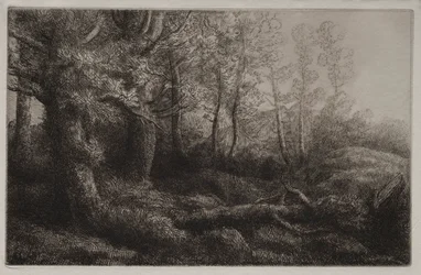 Eine Waldstudie