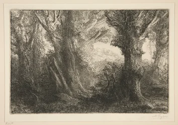 Im Wald von Conteville