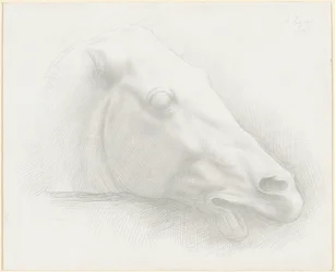 Kopf eines Pferdes vom Parthenon, 1898