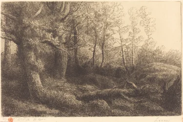 Im Wald Lisiere de foret