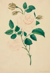 Damaszenerrose