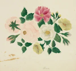 Junirose