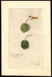 Actinidia deliciosa (Kiwifrucht)