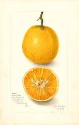 Harts Spätorangen (Citrus sinensis)