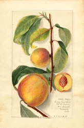 Pfirsiche (Prunus persica)