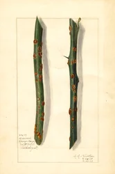 Zwei kranke Orangenbaumzweige (Citrus sinensis)