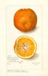 Washington Navel Orangen (Citrus sinensis)