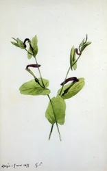 Aristolochia, eine große Pflanzengattung der Familie Aristolochiaceae