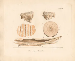 Elefantenstoßzähne (kolorierte Kupferstichgravur)