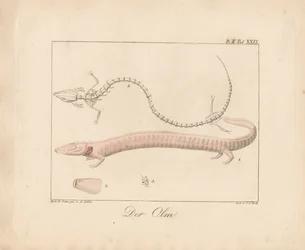 Der Olm (handkolorierte Lithografie)