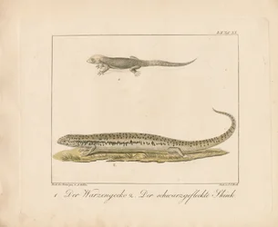 Türkischer Gecko und Okellierter Skink