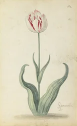 "Speramondi"-Tulpe, aus einem Blumenalbum