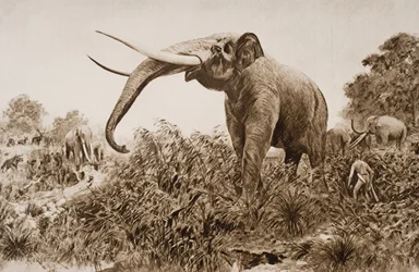 Der Chatham-Elefant, Illustration aus 