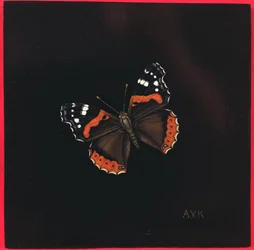 Admiralfalter, 2001