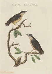Sitta europaea