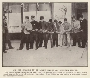 Tierpfleger füttern eine Python im New Yorker Zoo, USA