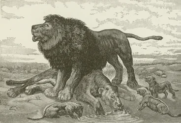 Ein Klagelied in der afrikanischen Wüste