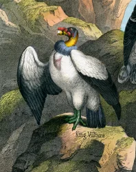 Antiker Druck eines Königsgeiers