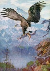 Weißkopfseeadler auf einem Bergvorsprung mit einem Fisch