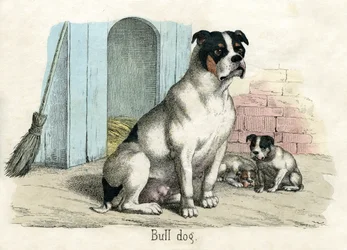 Bulldogge, aus The Natural History of Animals