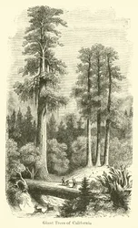 Riesige Bäume von Kalifornien