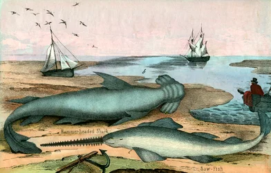 Hammerhai und Sägefisch