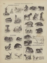 Seite aus Websters vollständigem Wörterbuch (George Bell)