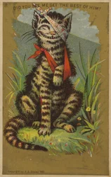 Schmunzelnde Katze mit Verletzungen