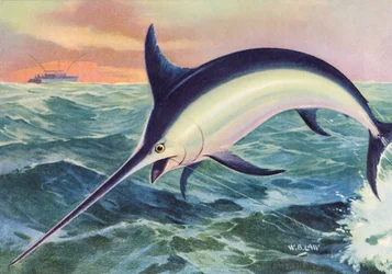 Sportfischen: Springender Schwertfisch