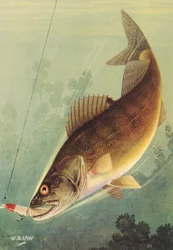 Sportfischen: Zander schlägt auf einen Köder