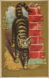 Verängstigte Katze!