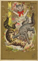 Drei verspielte Katzen