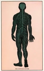 Vintage anatomischer Druck des menschlichen Nervensystems